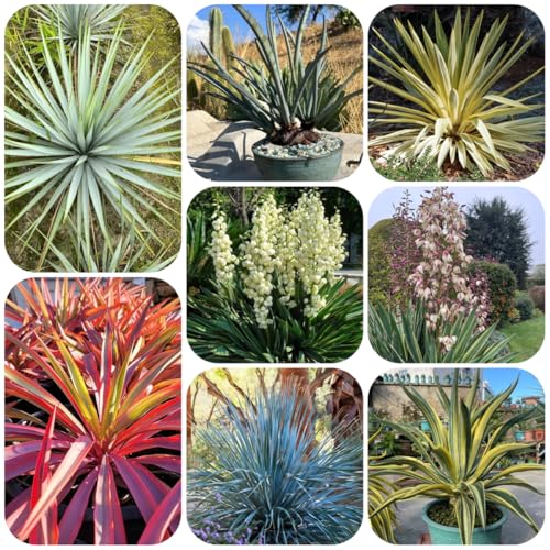 semi resistenti di yucca palma giglio, arbusti per il giardino vecchie varietà biologici di siepi arbusti rare decorazione da giardino per esterni 100pcs