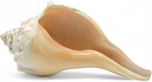 Miniatura 9 de Tumbler Home Concha Murex, conchas marinas grandes para decoración, conchas marinas grandes reales para decoración de habitaciones playeras,