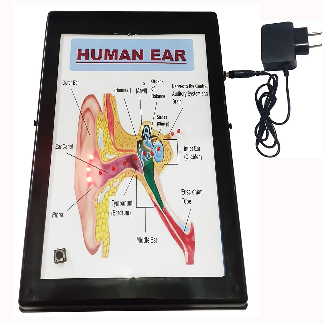 MELODYs Human Ear with Lights Low Cost Teaching Aid (LOCTAS) Biology Science Project for School. (B0C1K4SM4T) Amazon Price History, Amazon Price Tracker