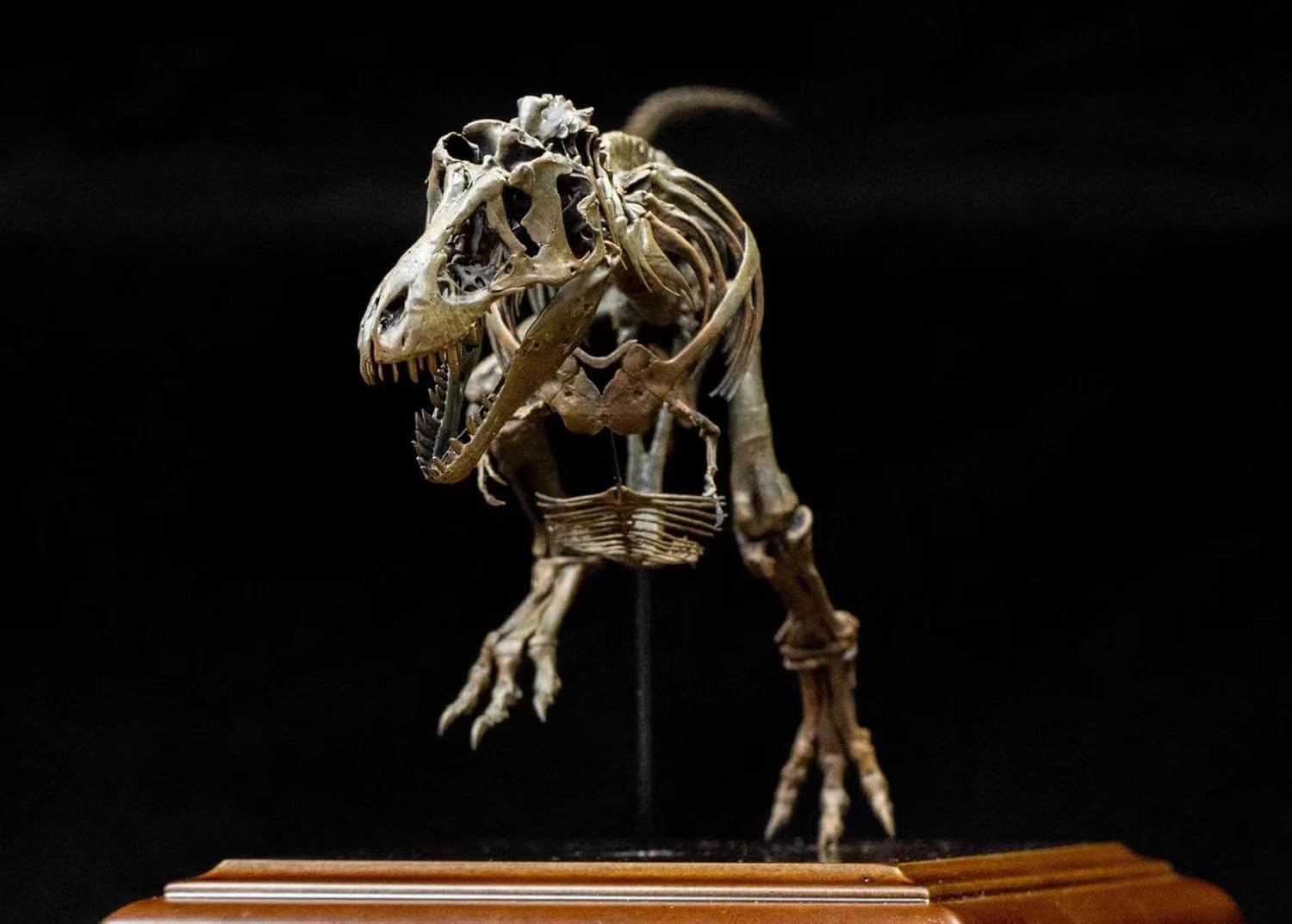 VWUVWU 1:20 Scale Tyrannosaurus Skeleton Figure Tyrannosauridae Resin Animal Model T-Rex Dinosaur Collector GK Decor Gift for Adult