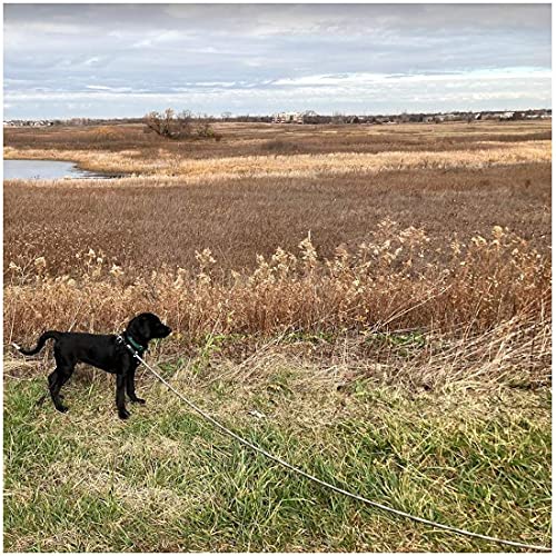 Btinesful 12Ft Dog Tie-Out Rope + 5Ft No-Choking Slip Lead Service Dog Leash #TOP3