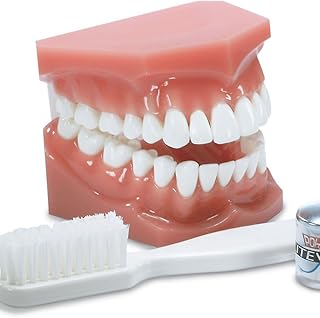 Practicon 4071915 Hygiene Demo Model