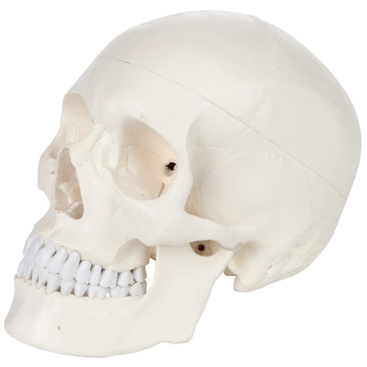 Sponsored Ad - Life Size Human Skull, Anatomical Skull, Classic Skull, With Removable Calvarium and Articulating Jaw, 3 Parts