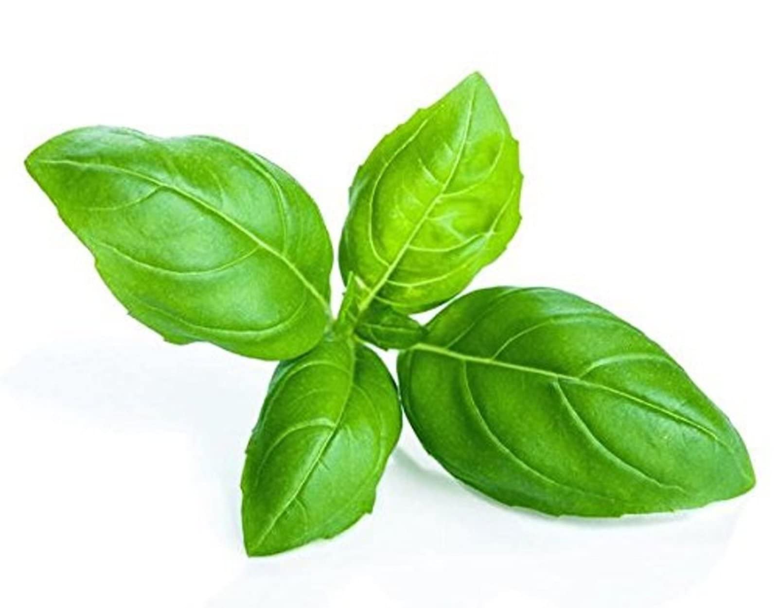 Jignishaseeds Rama Tulsi Plant, Holy Basil, Ocimum Sanctum (Green) (Pack Of 100 Seeds) (B0B3JKBQS3) Amazon Price History, Amazon Price Tracker