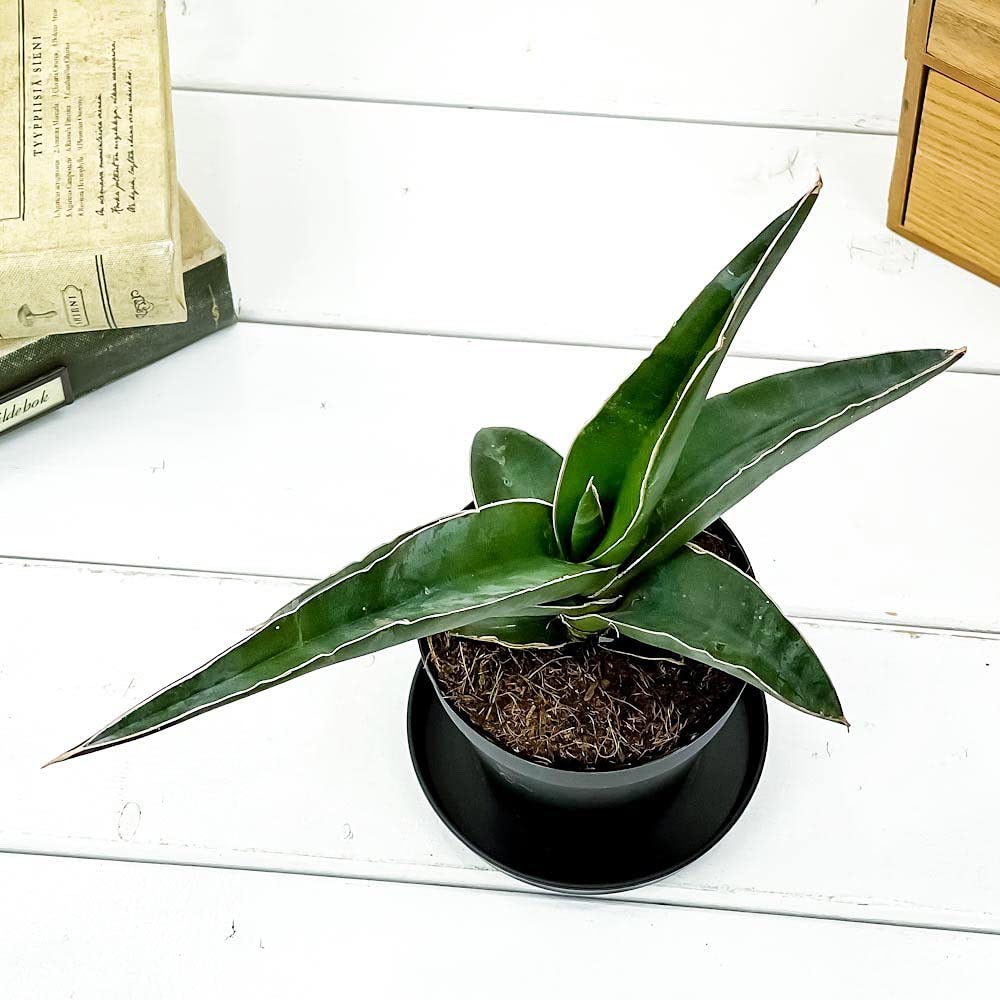 Amazon.co.jp: PLANCHU 観葉植物 サンセベリア ロブスタ ブルー 3号鉢