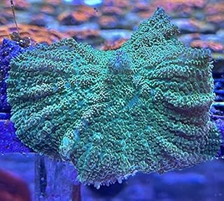 coralSLover Live Saltwater Coral Frag - Green Mushroom