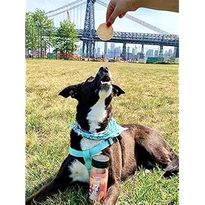   Jungle-Calling-Dog-Treats-Chicken-Chips-Dog-Treats-All-Natural-Chicken-Chips-for-Dogs-Crunchy-Chicken-Jerky-Dog-Training-Treats-Single-Ingredient-Dog-Treats-for-Small-Medium-Large-Dogs-6-oz