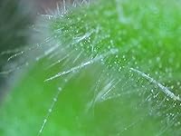 Review Image by Awesome Taste Awesome Taste