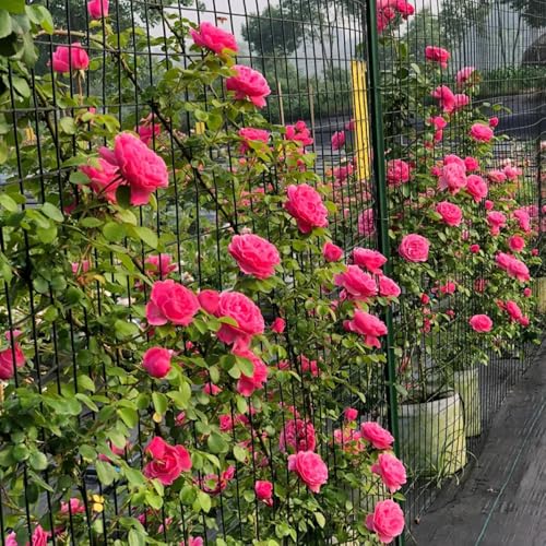 Semillas de rosal, Rosa chinensis, Plantas resistentes para el jardín. Las rosas trepadoras compran semillas, semillas de flores perenne resistente Plantas resistentes al exterior. 400pcs