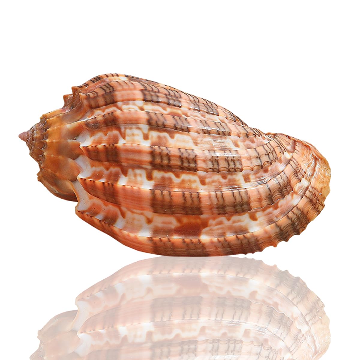 希少 天然巻貝 置物 大きめ 約33cm 希少 天然巻貝 置物 大きめ 約33cm