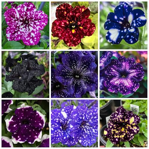 2000+ Exotic Night Sky Petunia Seeds for Planting - Double Petunia Seeds Double Flowers Fast Growing & Maintain