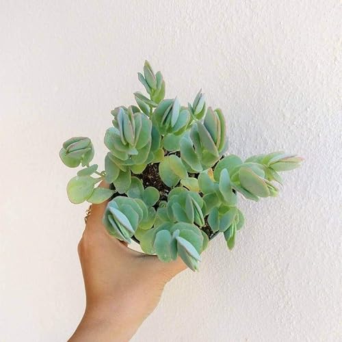 Miniatura 4 de Kalanchoe Panamensis - Maceta de arcilla de 4 pulgadas + maceta de arcilla  Planta suculenta saludable de cotiledón viva de fácil cuidado para