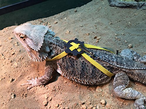 Serdokntbig Adjustable Reptile Lizard Turtle Harness Leash Multi Color Light Soft Fashion Pet Small Animal (Random Color… - Image 5