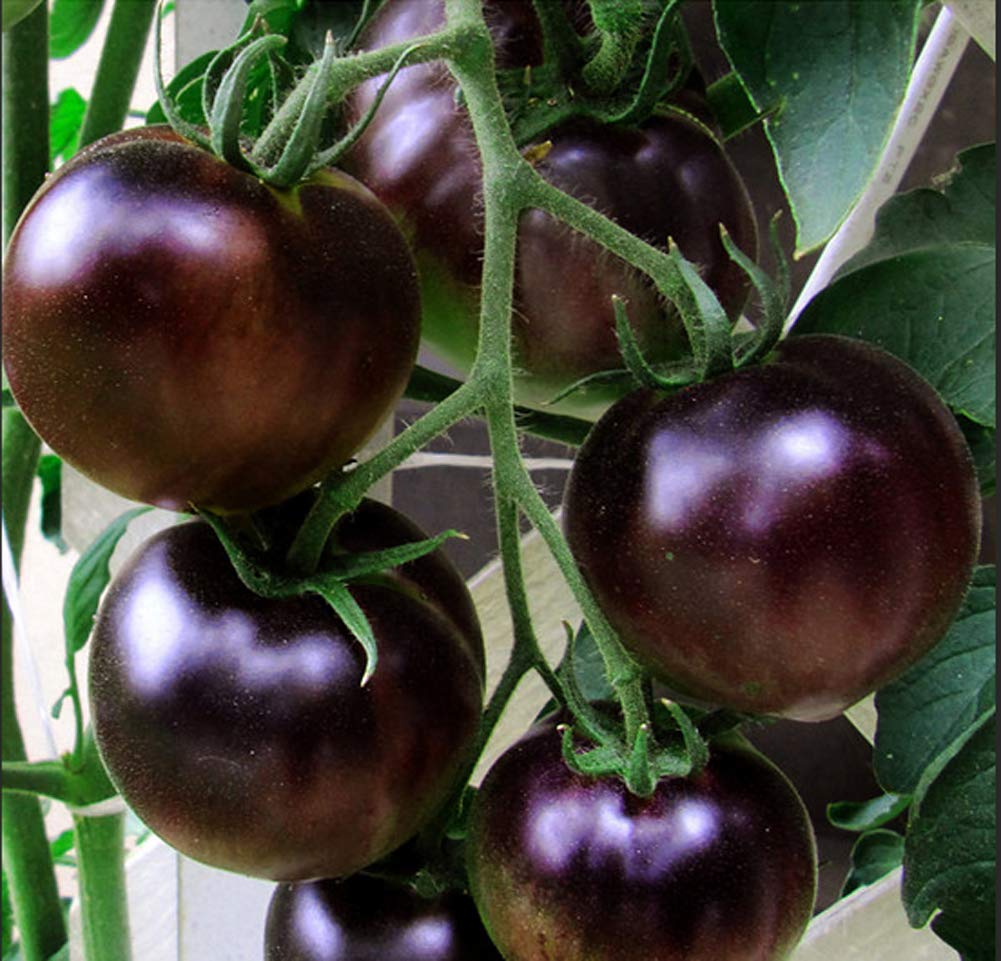 VibeX Purple Cherry Tomatoes Seeds -250 Seeds (B0BBGN7P88) Amazon Price History, Amazon Price Tracker