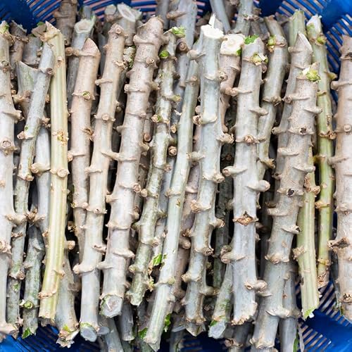 5 Yuca Cassava Plants Cuttings Live, Thick Trunk Sweet Manihot Root, Very Fast Growing, Easy to Roots