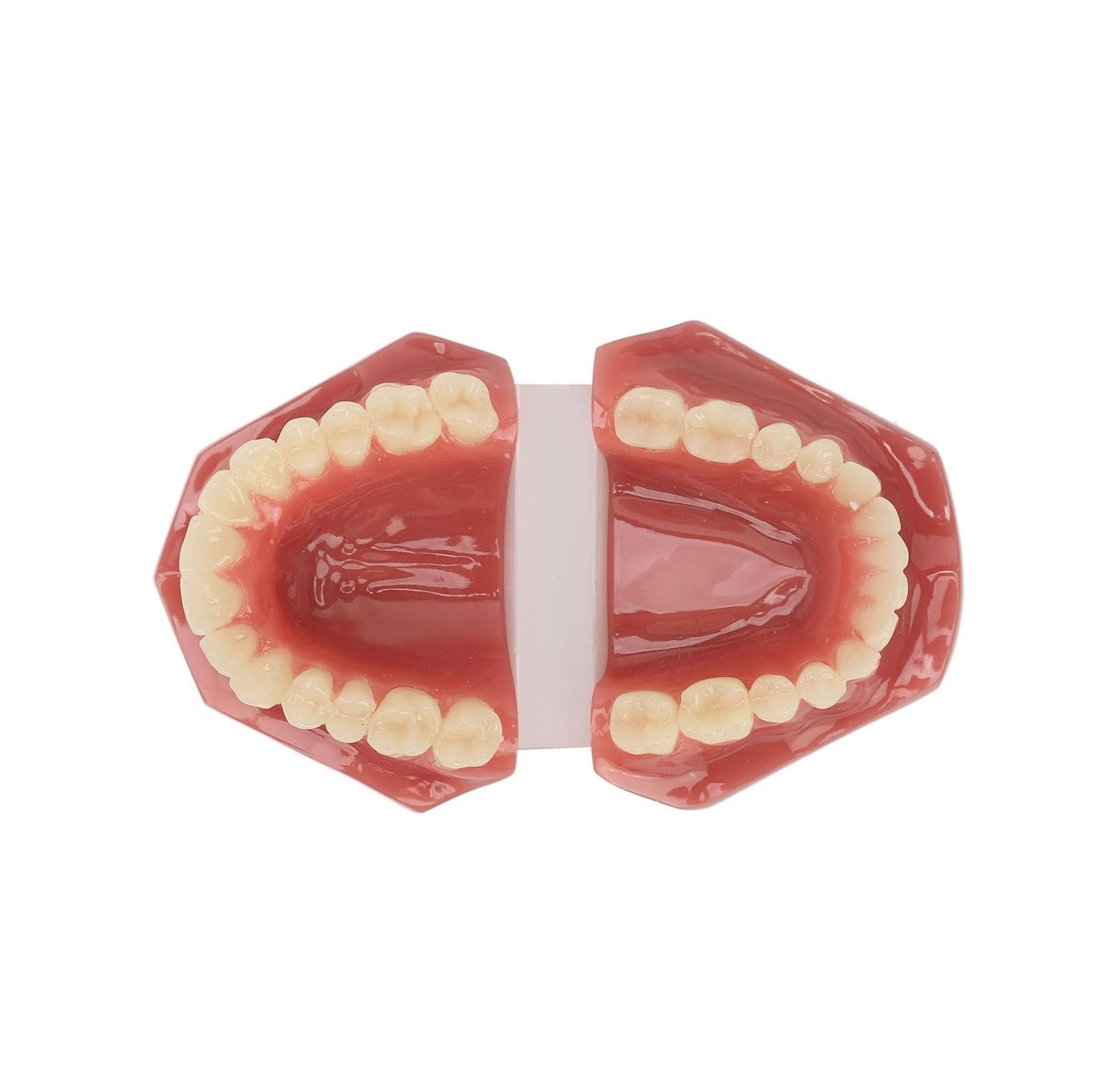 Dental Zähne Modell 28 Zähne, wiederverwendbare Erwachsene kieferorthopädische Dental Demonstration Model Resin Training, für Zahnmedizinstudenten Studie, Lehrer Lehrmittel