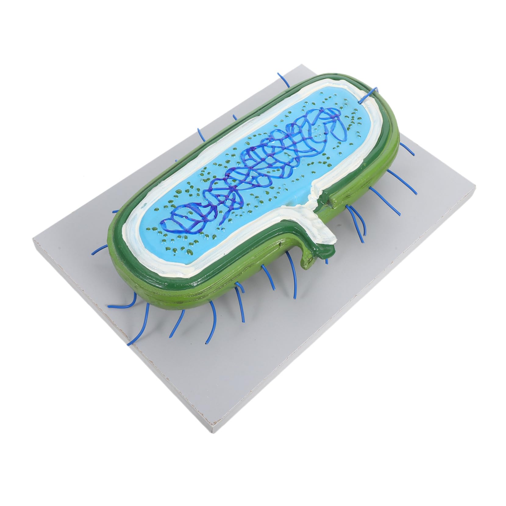 Zellkernmodell aus Kunststoff für Biologieunterricht, Bildungsmodell | Schüler, Medizinisches Lehrmodell, Detaillierte Darstellung des Zellkerns
