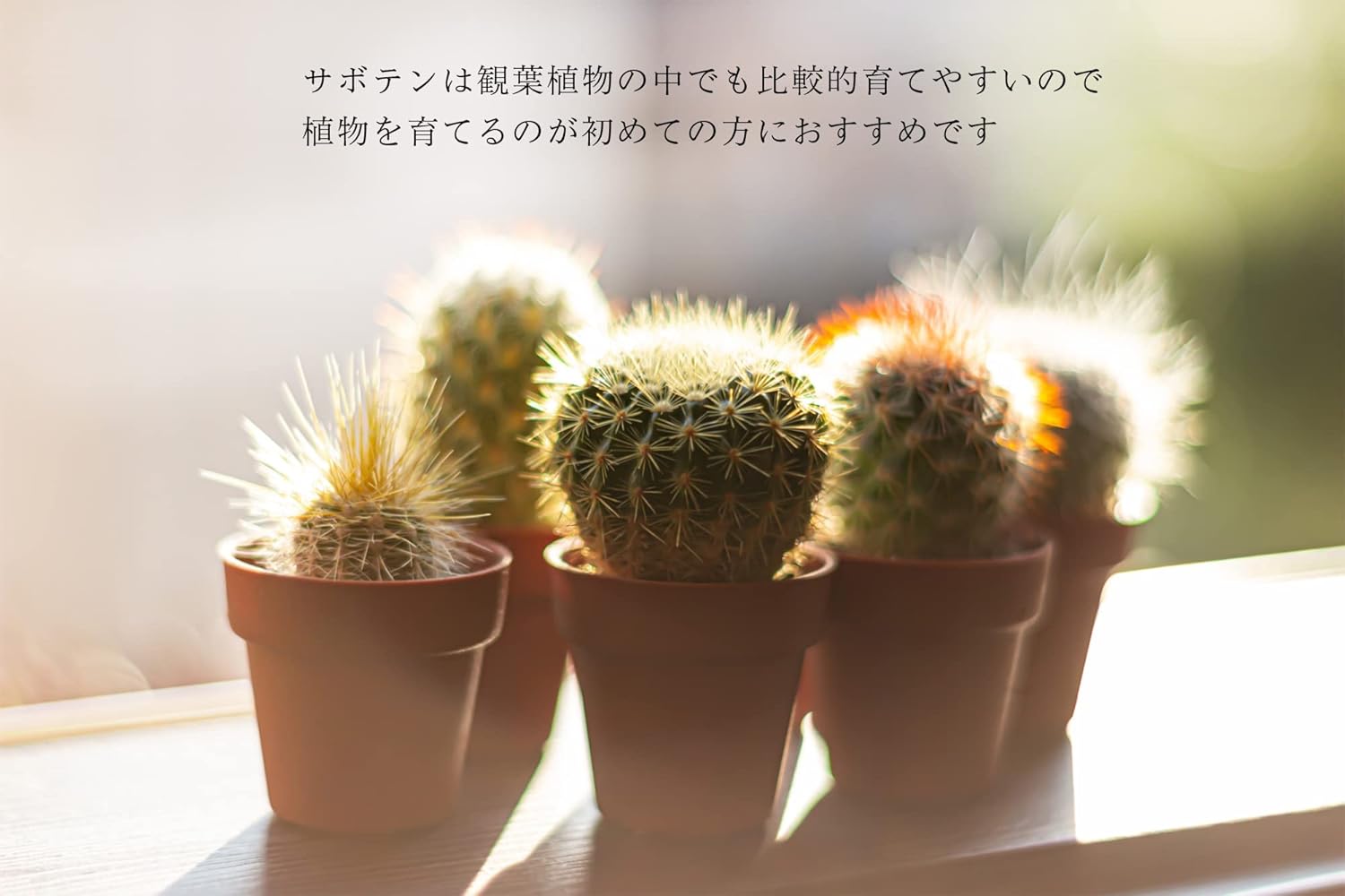 サボテン マミラリア属 ブカレン 3 5号鉢 径約6cm 正規品 3 5号鉢 サボテン マミラリア属 ブカレン 3 5号鉢 径約6cm 正規品 3 5号鉢