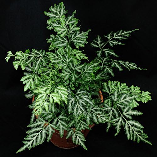Live Silver Lace Fern aka Silver Pteris Fern Plant Fit 4" Pot - Easy to Grow
