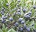 PIANTA DI MIRTO SARDO, MULTA, MURTA, MYRTUS COMUNIS, SARDEGNA VASO D.18-2 ANNI immagine