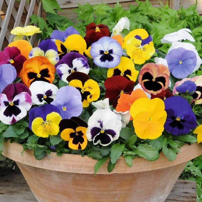 Image of Pansy Flower Seeds for Home Gardening | Winter Flower Seeds | Easy to Grow, Multicolor Blooms (Pack of 50+ Seed)