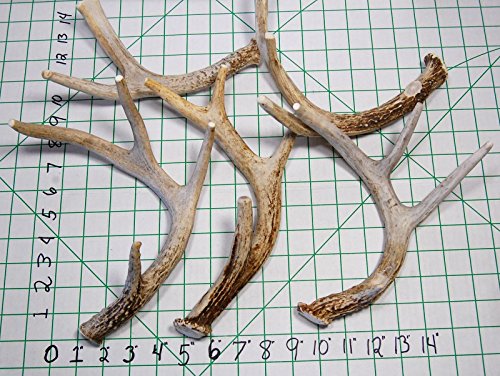 Big Dog Antler Chews - Whitetail Deer Antler Dog Chew, Medium, 8 Inches To 13 Inches Long, Natural, Healthy Long-Lasting Treat. For Medium To Large Size Dogs And Puppies! Happy Dog Guarantee! #TOP1