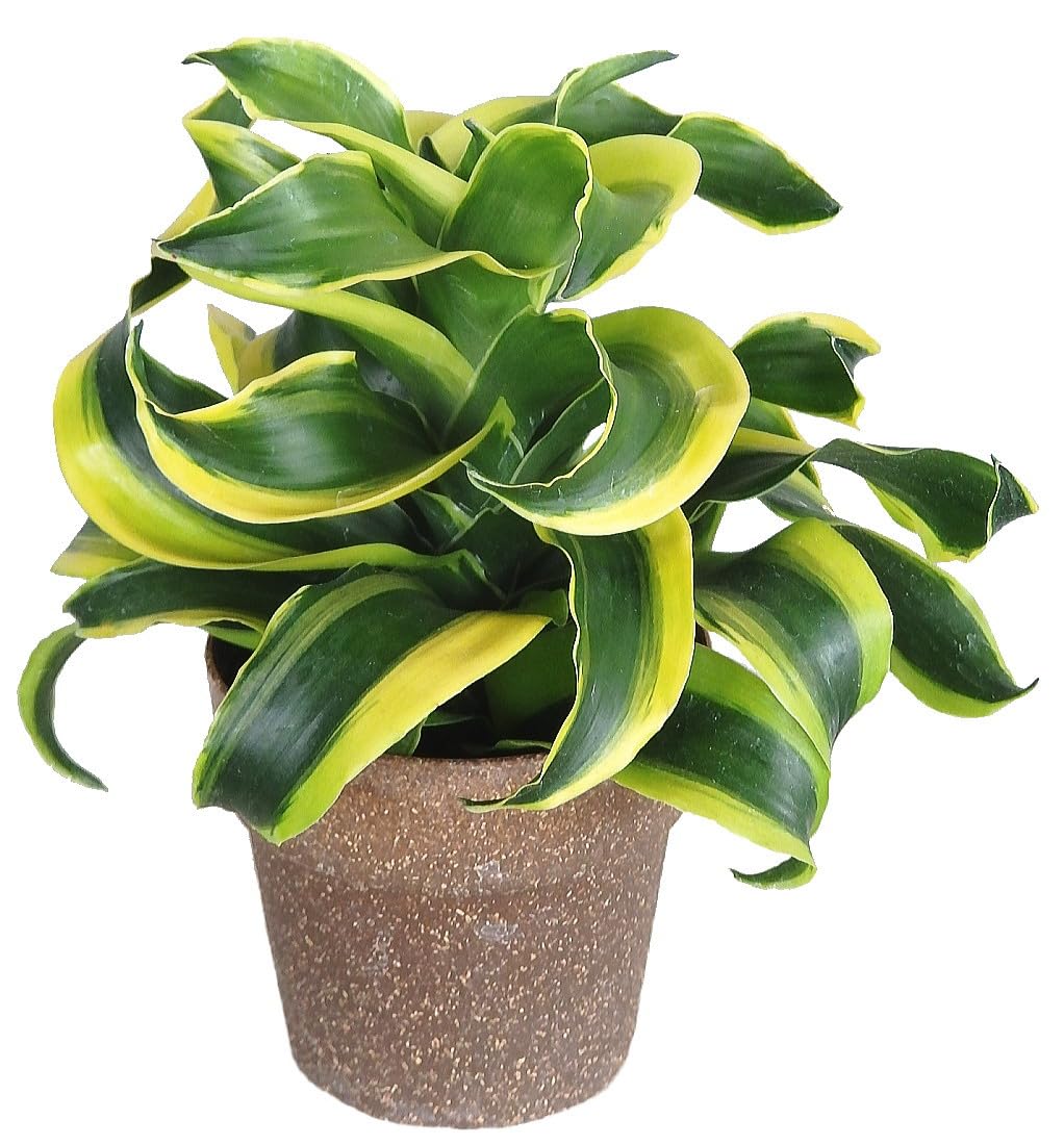 Amazon｜ドラセナ コンパクター トルネード 斑入り（3.5号）/観葉植物 