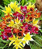 Verwendung: Für Staudenbeete, Steingärten, Bauerngärten und als Kübelbepflanzungen sind sie perfekt geeignet. Zum Auswildern sehr gut geeignet, da sich die Zwiebeln jährlich vermehren. Nicht vergessen: Jetzt ist die Beste Pflanzzeit