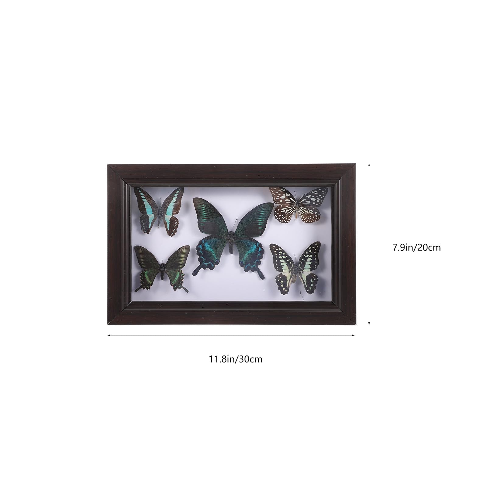 Marco de Mariposas Disecadas para Decoración de Pared y Escritorio con Estructura Resistente de Madera y Diseño Exquisito para Amantes de Colecciones