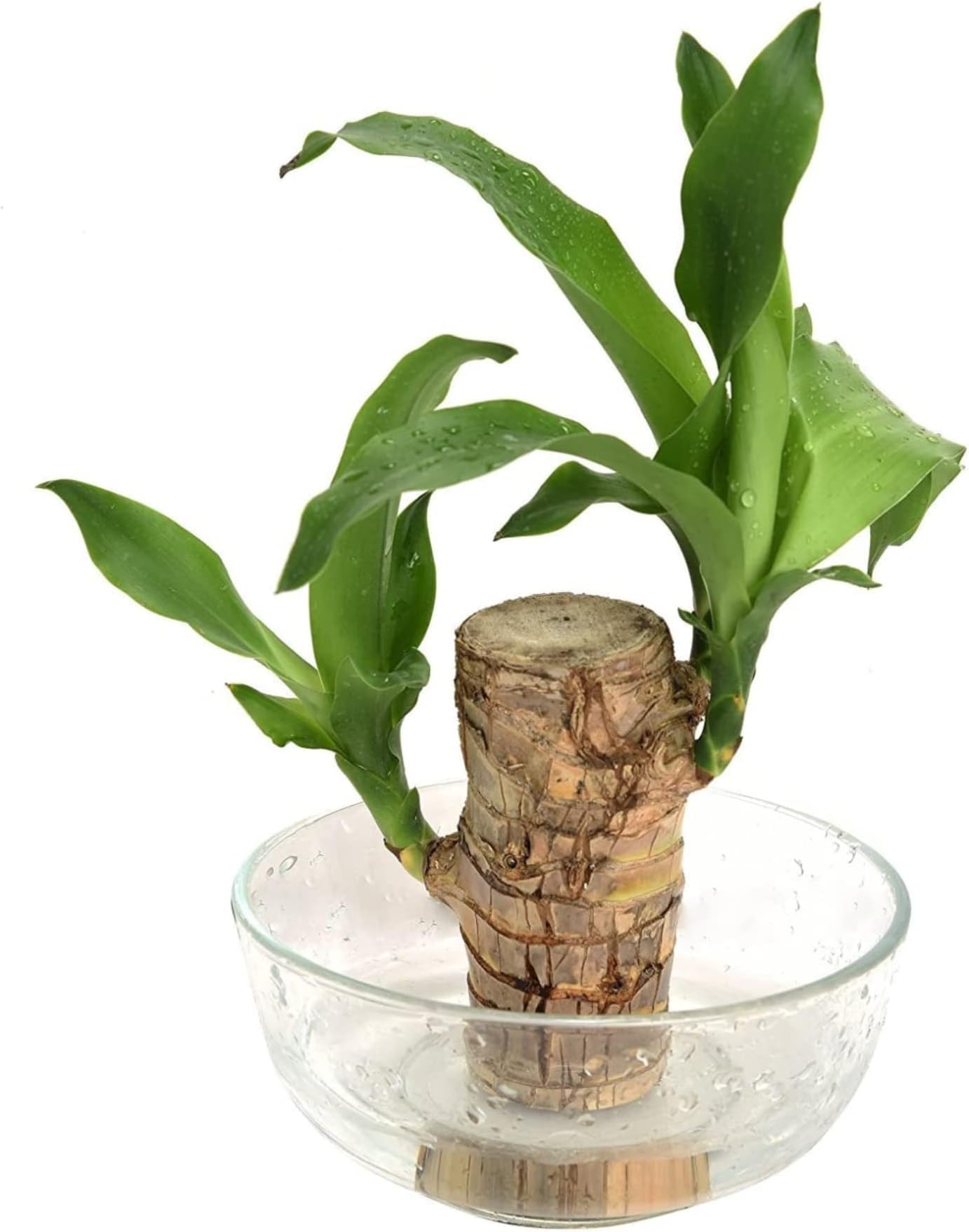Brazilian Lucky Wood Good Luck Live Plant Lucky Brazil Wood Potted Plant | Healthy Indoor Live Lucky Brazilian Wood Plant for Living Room (B0DGGKVH8R) Amazon Price History, Amazon Price Tracker