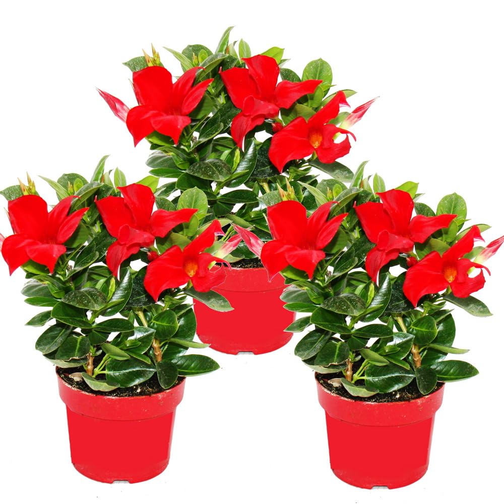 Exotenherz - Dipladenia – Gelsomino cileno – Vaso da 10 cm – Set di 3 piante – Rosso
