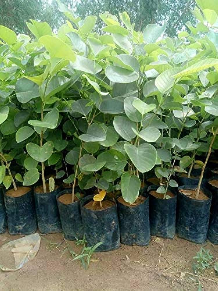 Bahan Traders Rare Red Sandalwood (Pterocarpus Santalinus) Tree Plant - Red Chandan Live Plant Height upto 2 fit (1 Healthy Plant with a Growing Bag) (B0CGY527BP) Amazon Price History, Amazon Price Tracker