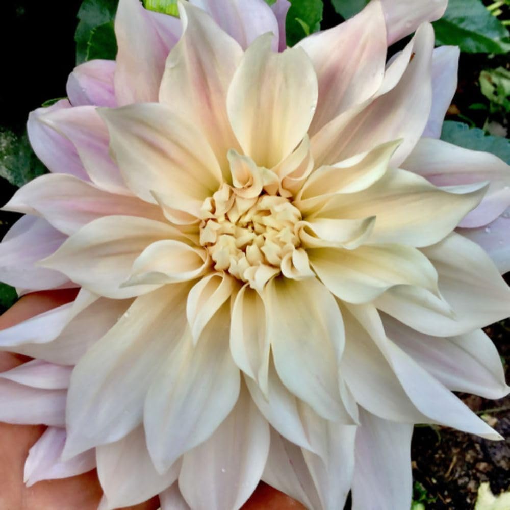 Dahlia Plant ‘Cafe Au Lait’ Tuber 2 x 3 Litre Pots– Half-Hardy Perennial – Large Apricot Pink Dinnerplate Flowers – Elegant Cut Flower & Border Dahlia Plant by Thompson & Morgan