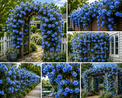 Image of Climbing Rose Flower Seeds,75 Seeds Pack, Year-Round Blooms (BLUE)