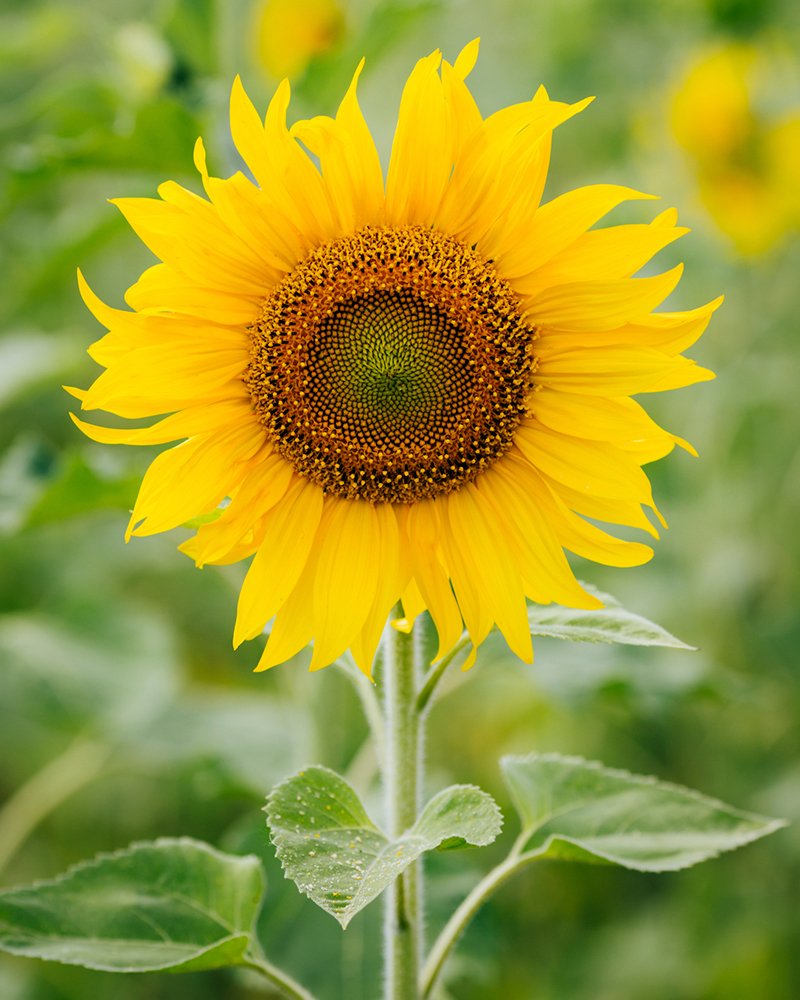 See full amazon price history chart for Sunflower Big Flower Giant, 50 Seeds x2 by Seedscare Sunflower Big Flower Giant, 50 Seeds x2 by Seedscare (B01DR0SN80) Amazon Price History, Amazon Price Tracker