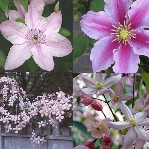 4 x Clematis Mix: Apple Blossom (Immergrün)/Hagley Hybrid/Piilu/Montana | Klematis Rosafarben mix - 4 Pflanzen - Rosa, Mehrjährig & Winterhart | 4 x 1,5 Liter Töpfe