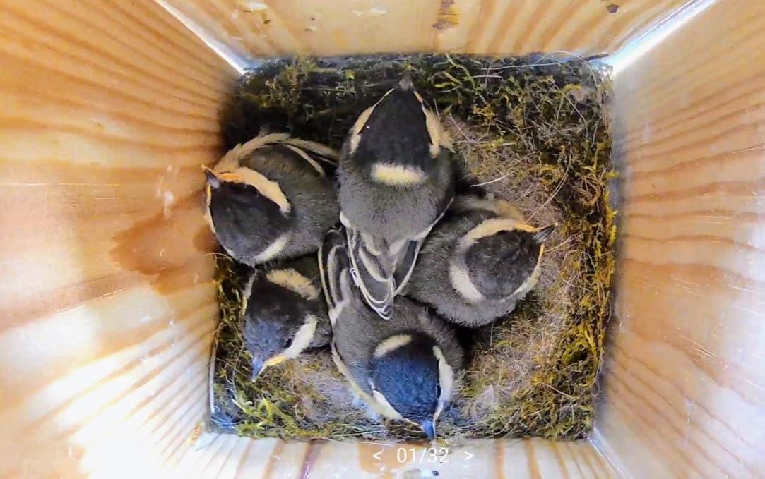 Hochwertiger Nistkasten inklusive Kamera | Live Stream | PEFC® zertifiziertem Massivholz | Brutkasten | Kamera Vogelhaus mit 3m Stromkabel | Geschenkidee Garten