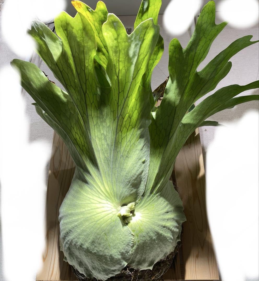 ビカクシダ　ホルタミー　特大株 Amazon.co.jp: ビカクシダ ホルタミー 特大株 : おもちゃ