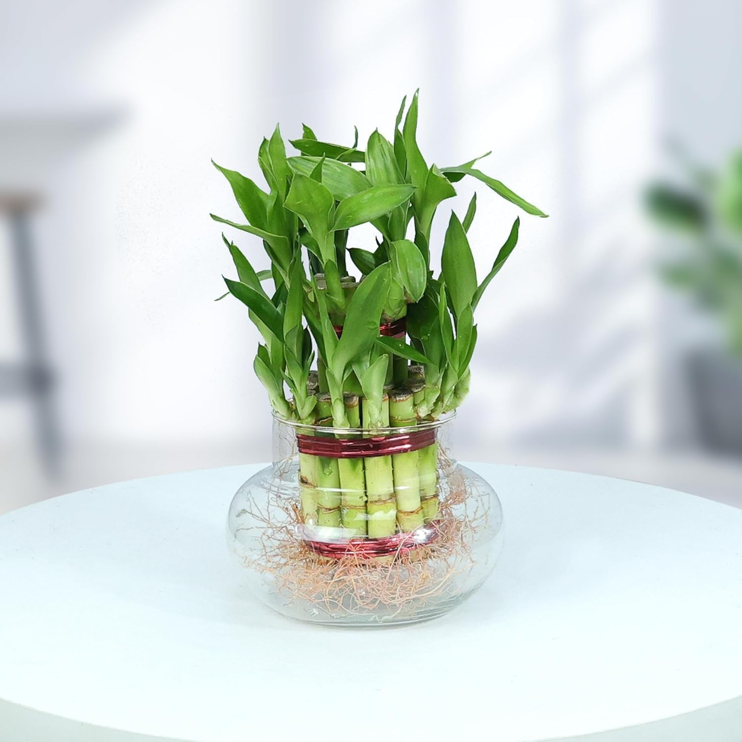 Aradhya enterprises Lucky Bamboo Plant with Glass Jar for Living Room & Kitchen – Perfect Green Companion for Prosperity, Harmony & Good Luck (2 Layer [Glass Jar]) (B0CLDHQG72) Amazon Price History, Amazon Price Tracker