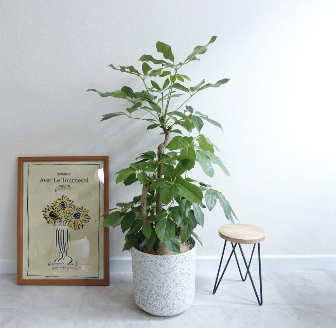 Amazon.co.jp: シェフレラ ブラッサイア アンブレラツリー 観葉植物