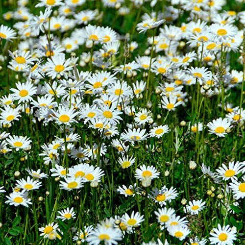 Outsidepride Perennial Roman Chamomile Evergreen Carpet Herb Garden Plants - 25000 Seeds #TOP3