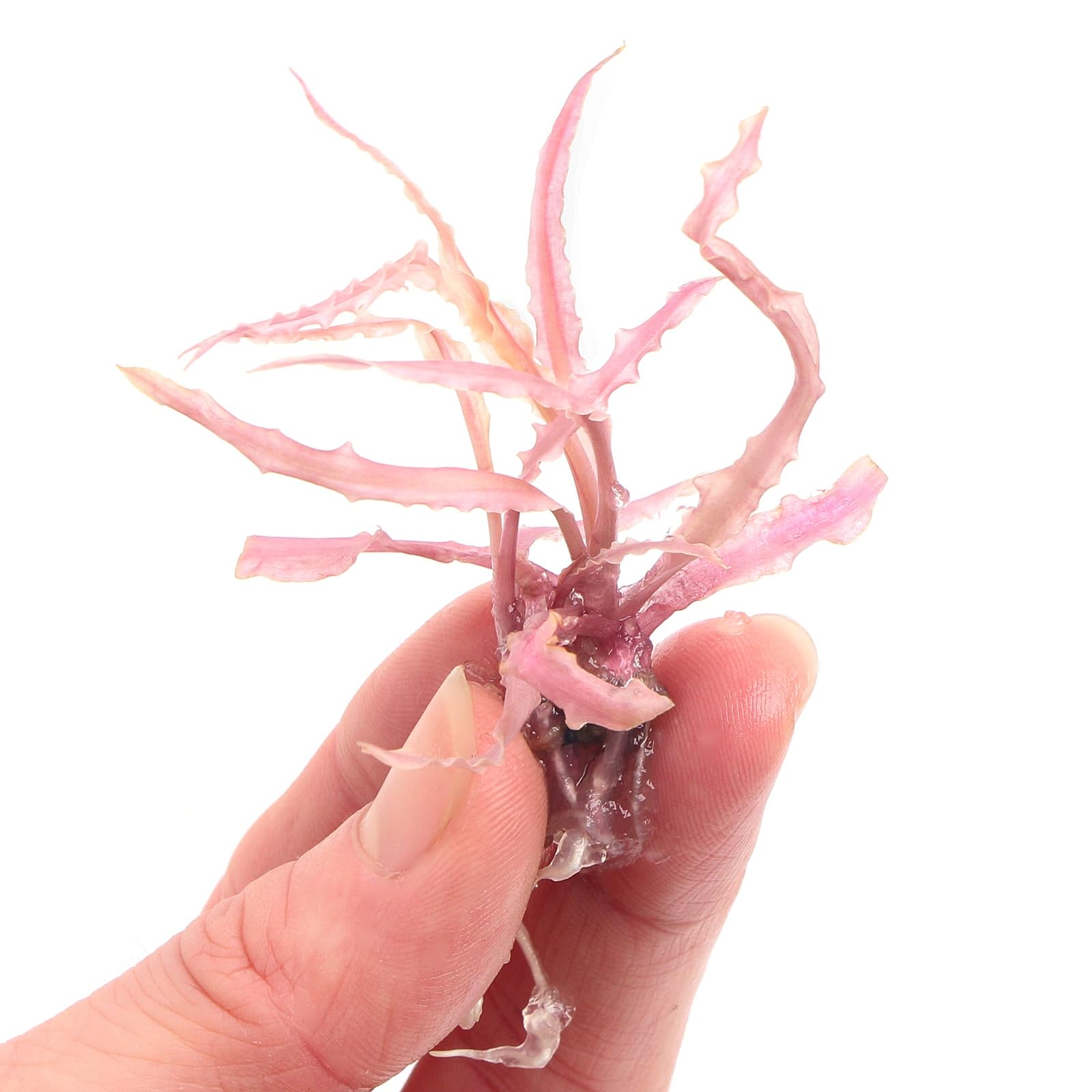 K2AQUA Cryptocoryne Balansae Pink in Vitro Live Rare Aquarium Plant for Freshwater Tropical Fish Tank Decoration