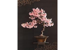30 Pack Japanese Flowering Cherry Blossom Bonsai Tree Live - Sakura Bonsai...