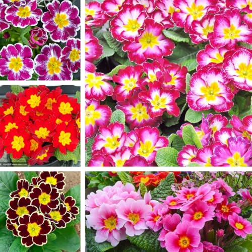 Perennial Primula Seeds 200PCS Primrose Seeds Bright & Cheerful Flowers Long Blooming for DIY Gardening & Gift Projects