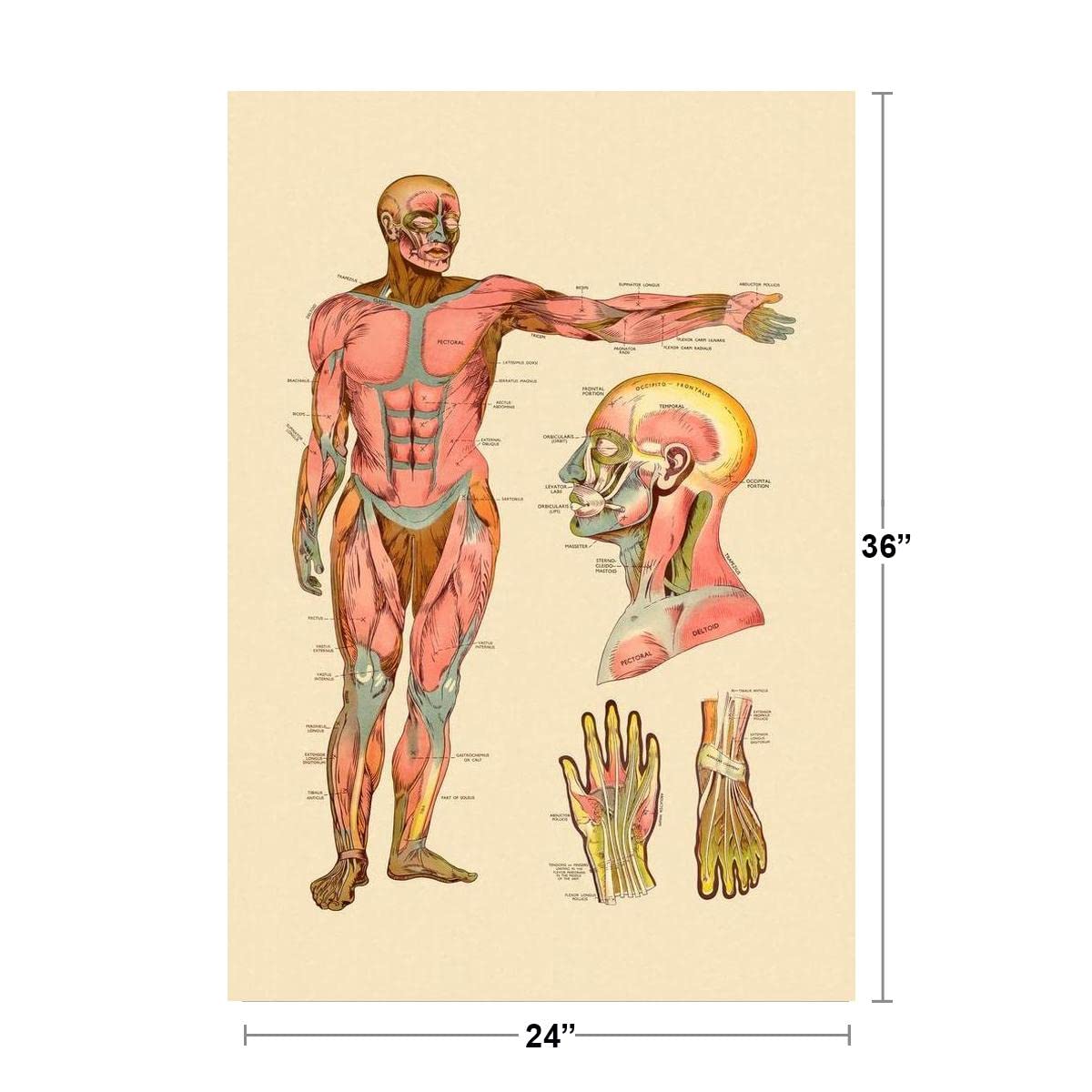 Pin On Human Body Anatomy Diagram Historical Anatomies On The Web: