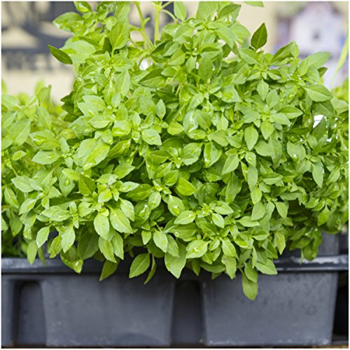 Seed Needs, Culinary Basil Herb Seed Packet Collection (8 Individual Basil Seed Varieties for Planting) Non-GMO & Untreated - Image 7