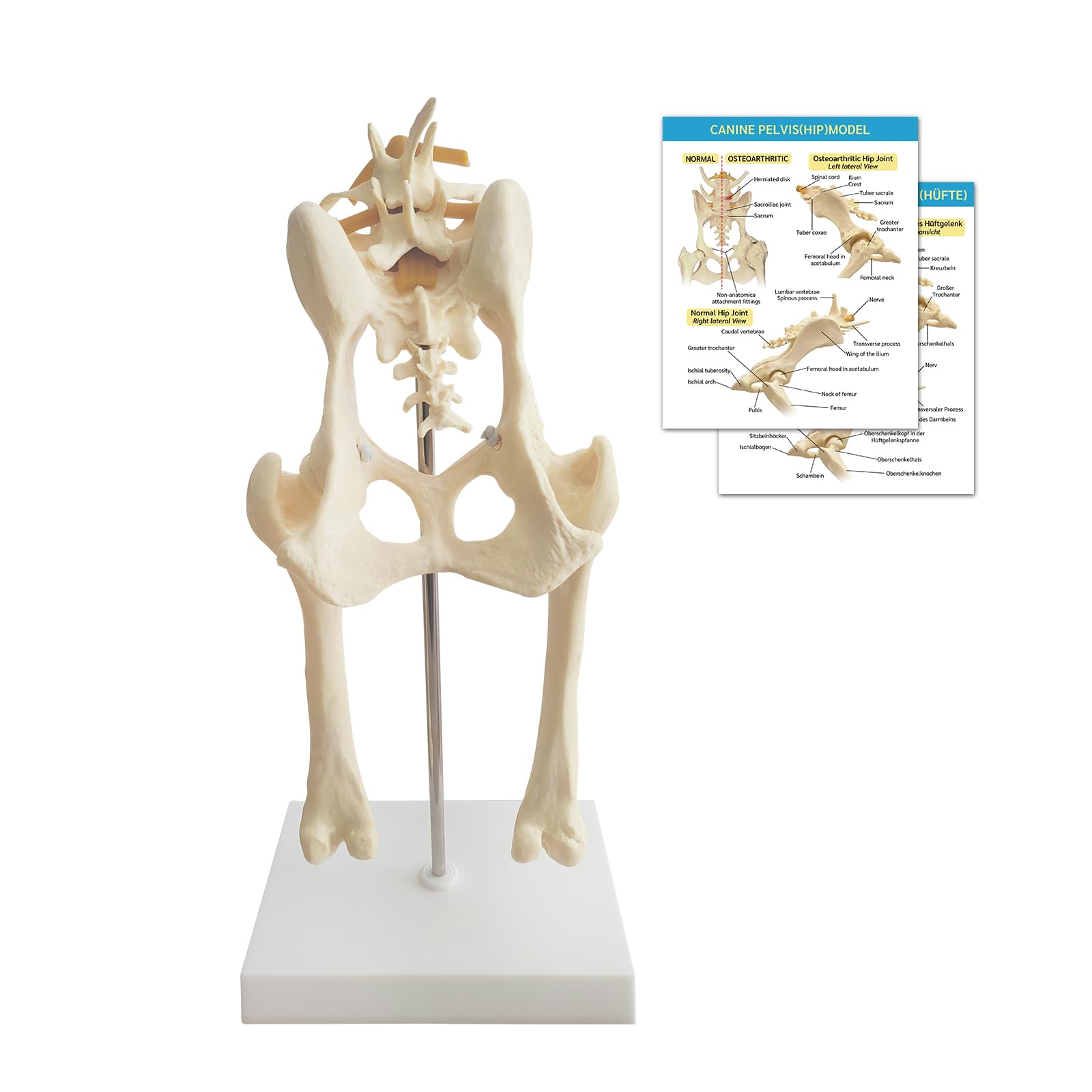 Modello di bacino del cane, modello di articolazione dell'anca del cane, riproduzione anatomica del bacino per l'ufficio veterinario strumento educativo