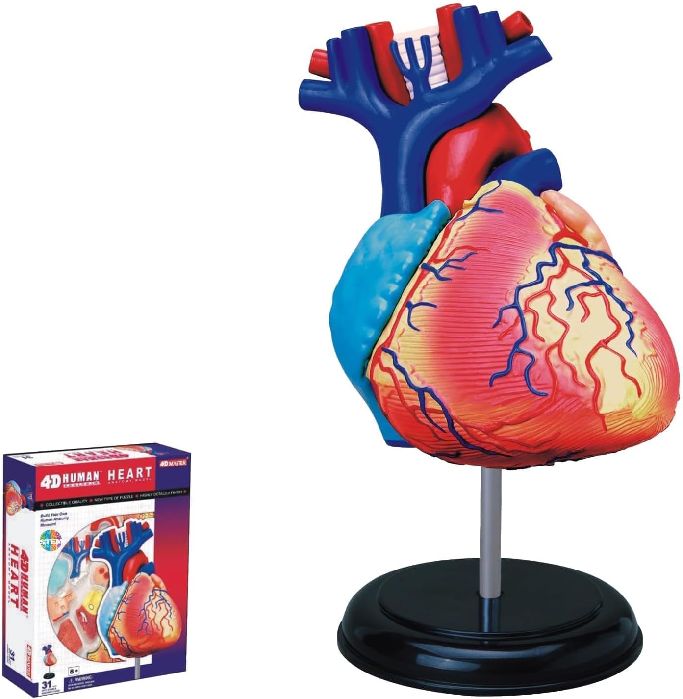 4D Masters Human Anatomy - Heart