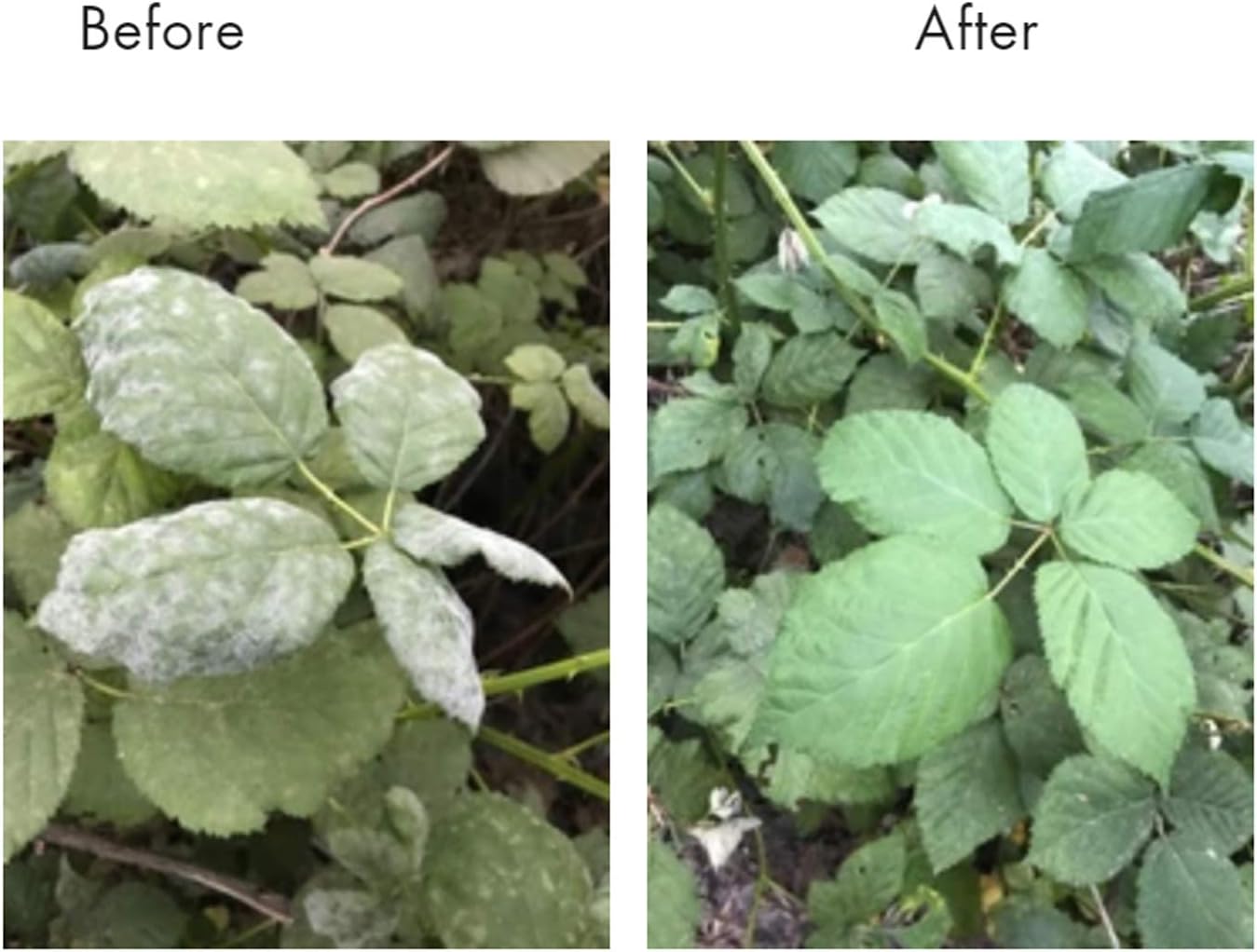Lost Coast Plant Therapy- Plant wash 9OZ