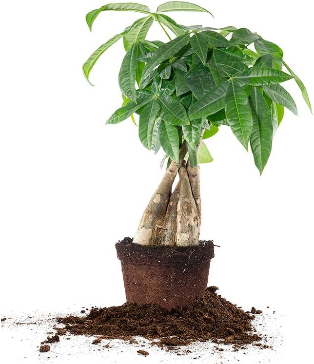 Perfect Plants Braided Money Tree 5in. in Midnight Blue Décor Pot | | Pachira Aquatica | 15in Tall | Easy Care Houseplant | Perfect for Low Light Conditions | Air Purifying